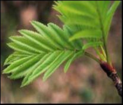 FSC chain of custody